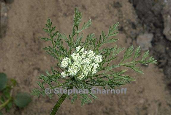 daucus pusilus 5 graphic